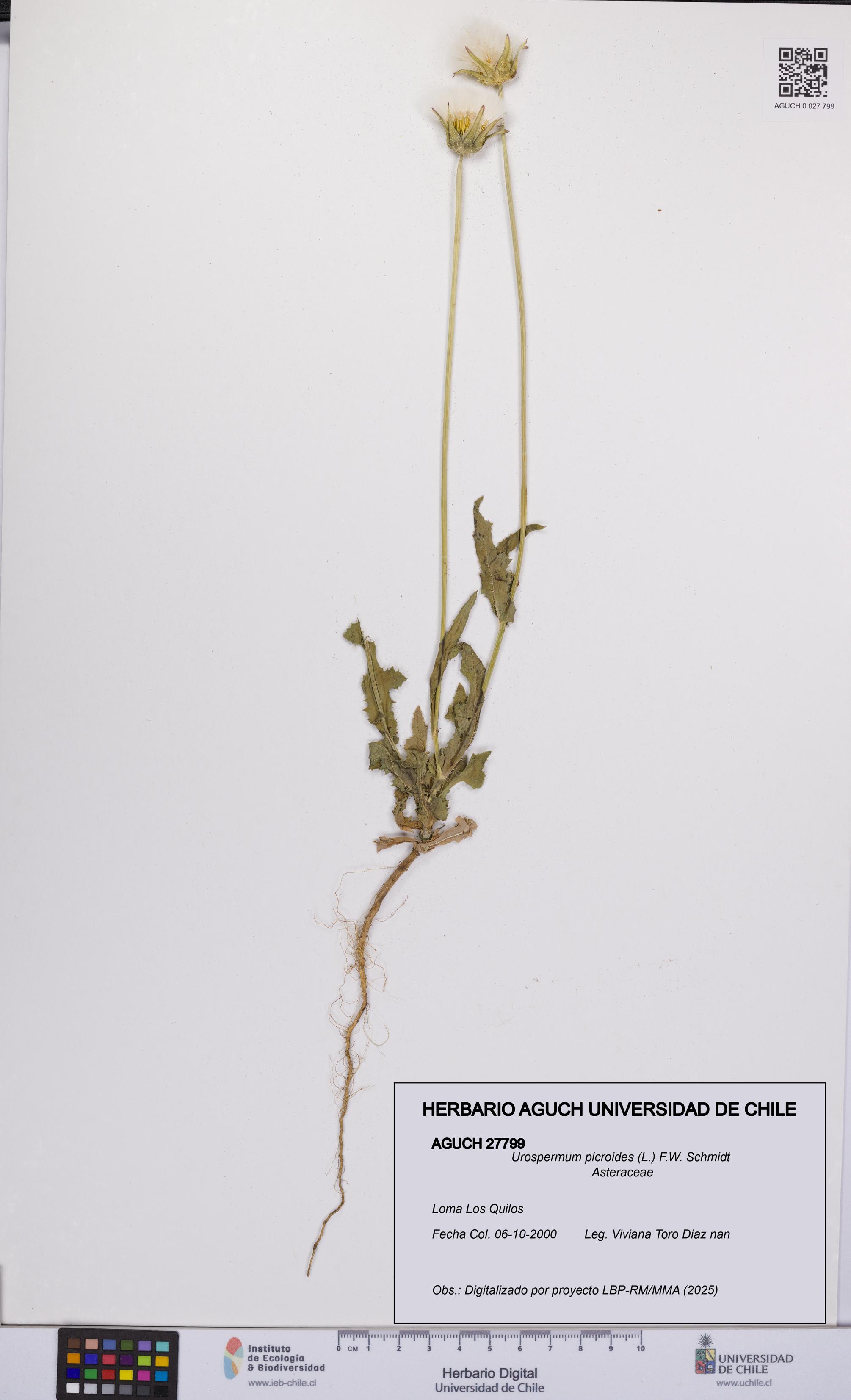 Urospermum picroides [Espécimen: UCH:AGUCH:0027799]
