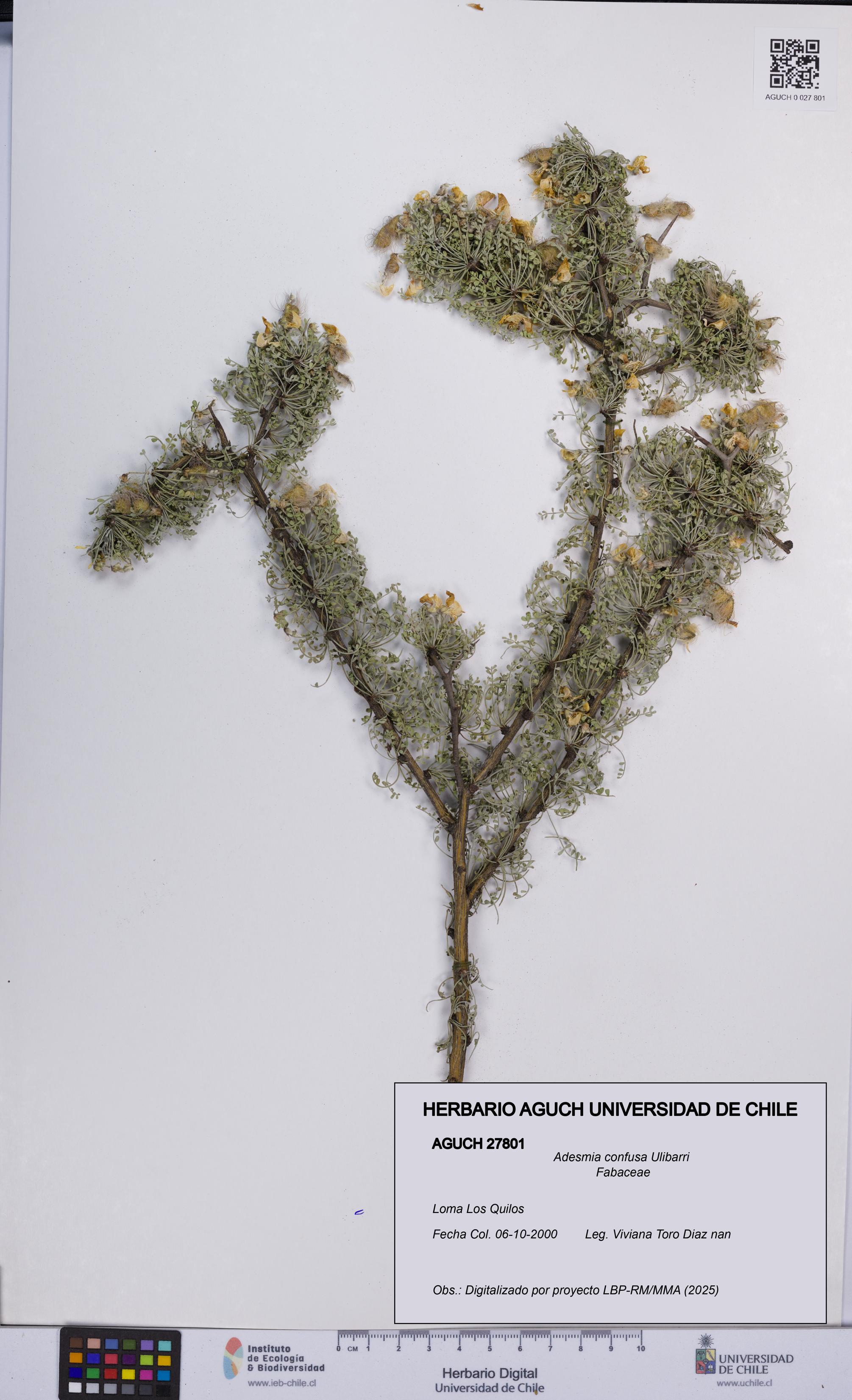 Adesmia confusa [Espécimen: UCH:AGUCH:0027801]