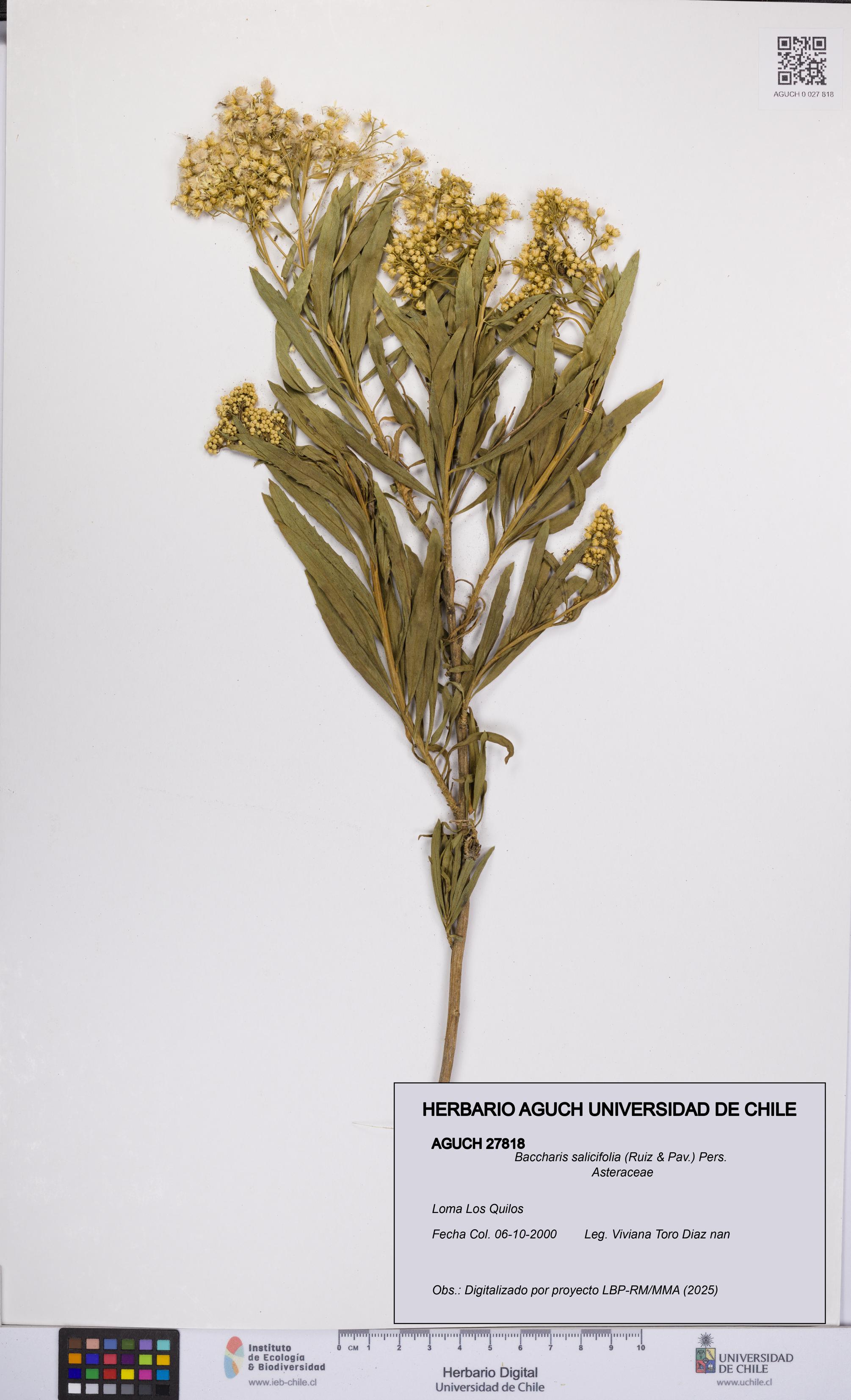 Baccharis salicifolia [Espécimen: UCH:AGUCH:0027818]