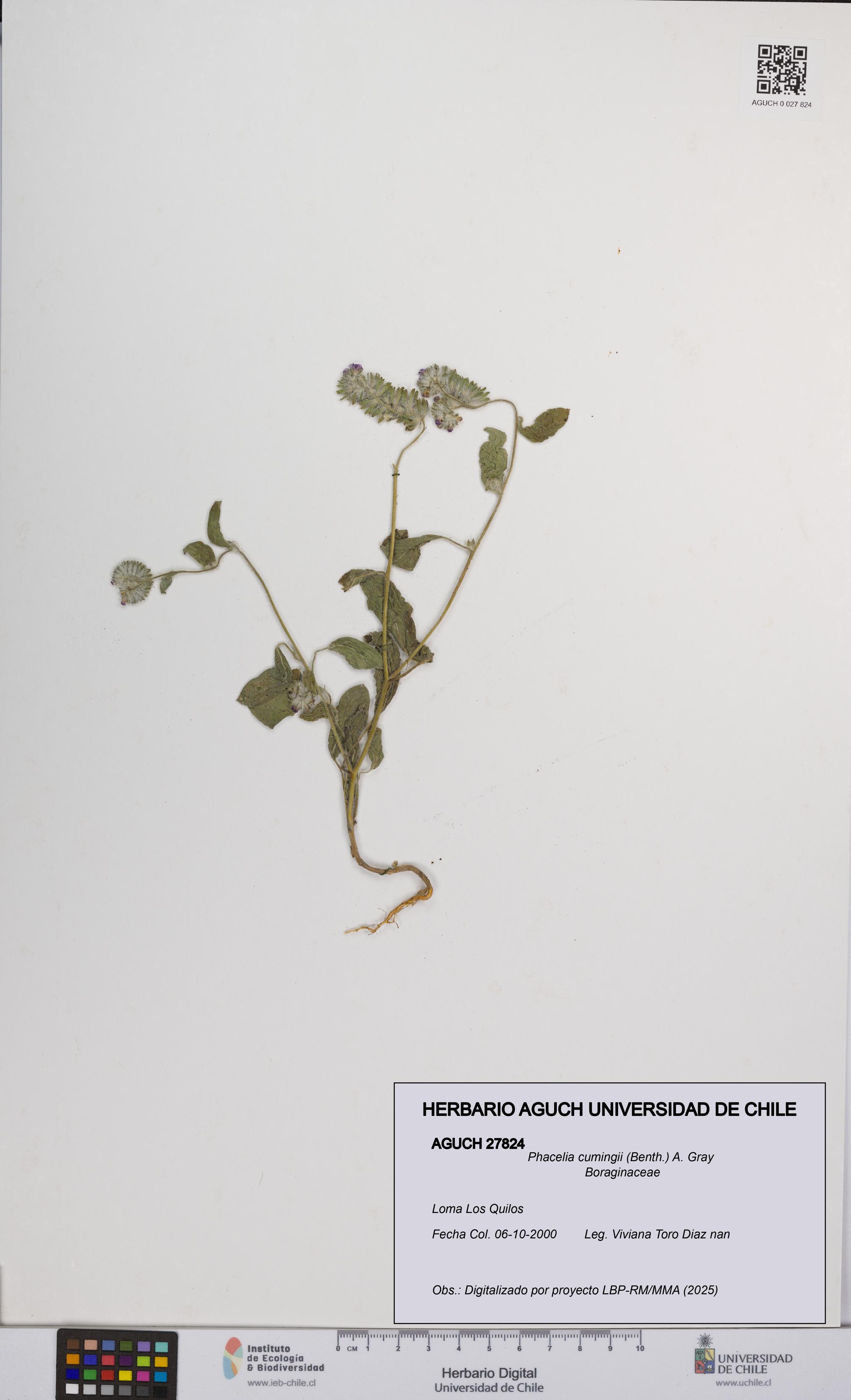 Phacelia cumingii [Espécimen: UCH:AGUCH:0027824]