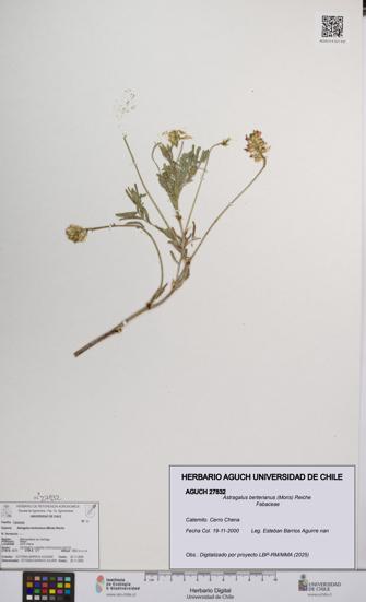 Astragalus berterianus [Espécimen: UCH:AGUCH:0027832]