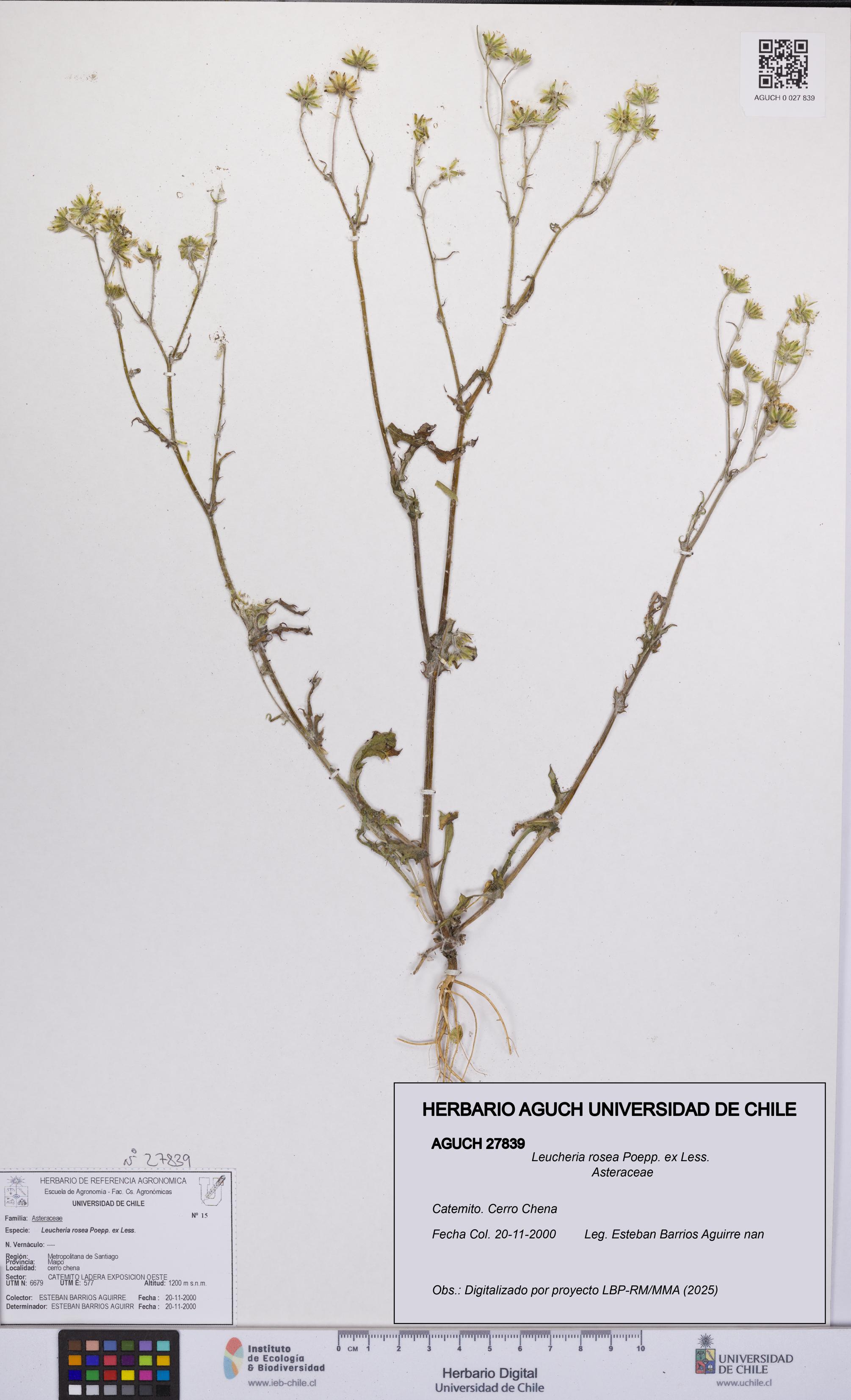 Leucheria rosea [Espécimen: UCH:AGUCH:0027839]