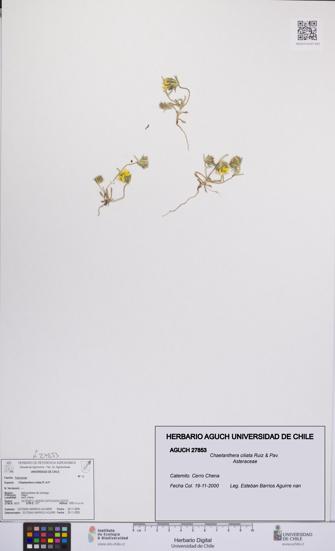 Chaetanthera ciliata [Espécimen: UCH:AGUCH:0027853]