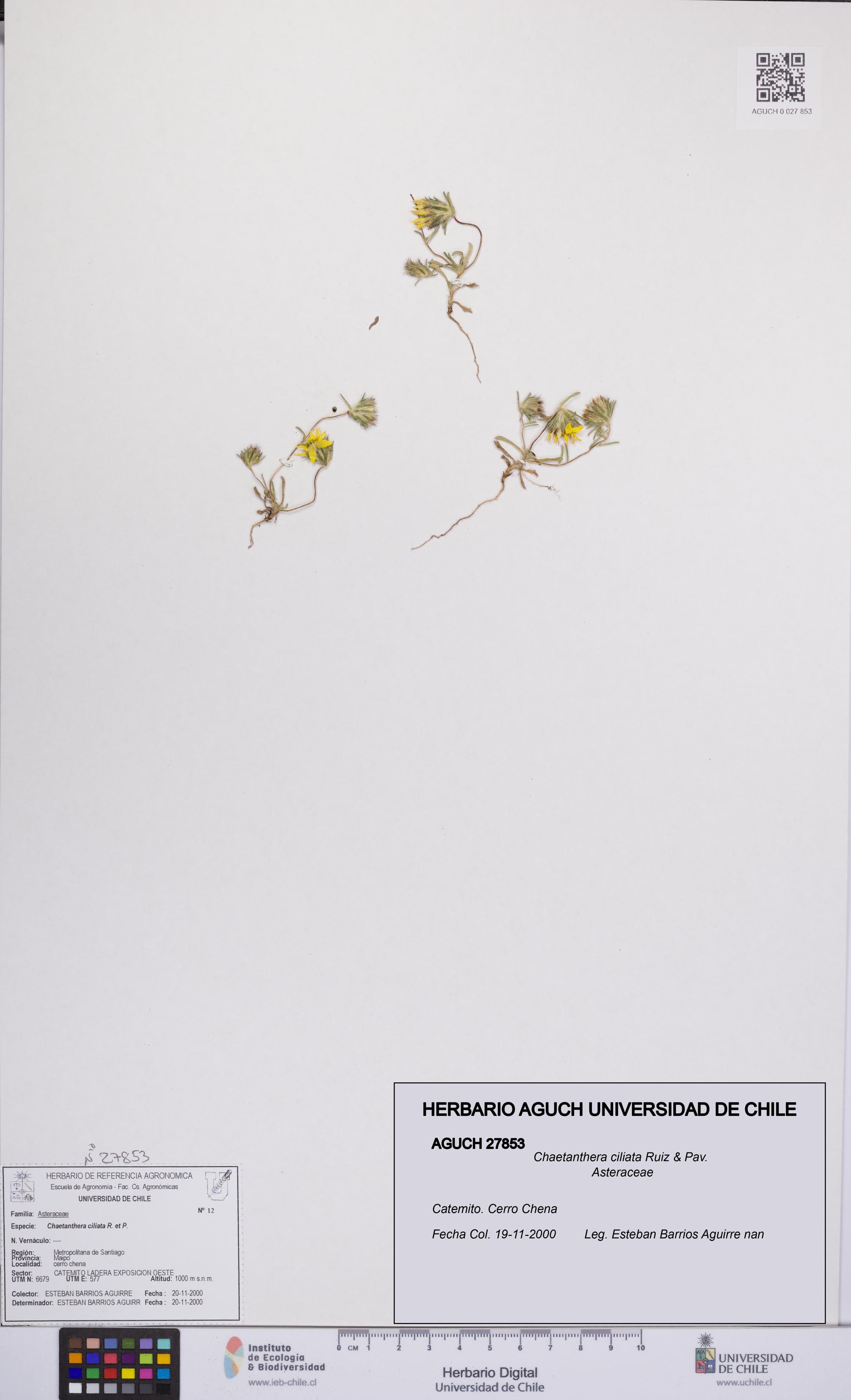 Chaetanthera ciliata [Espécimen: UCH:AGUCH:0027853]