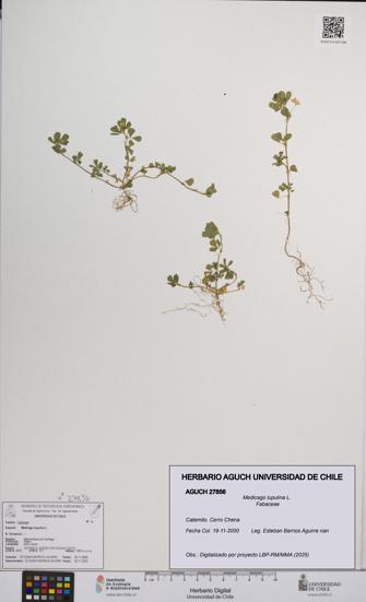 Medicago lupulina [Espécimen: UCH:AGUCH:0027856]