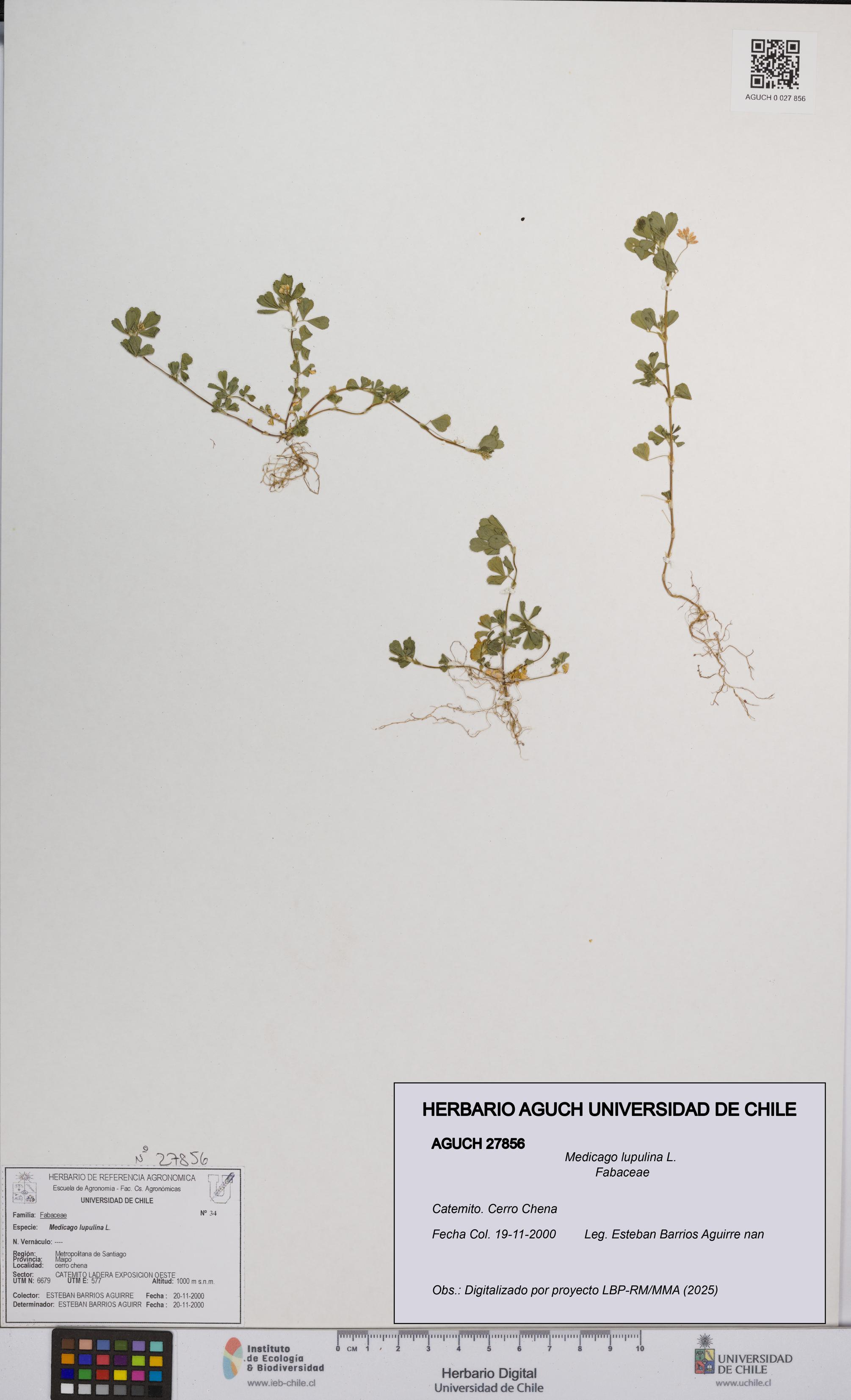 Medicago lupulina [Espécimen: UCH:AGUCH:0027856]