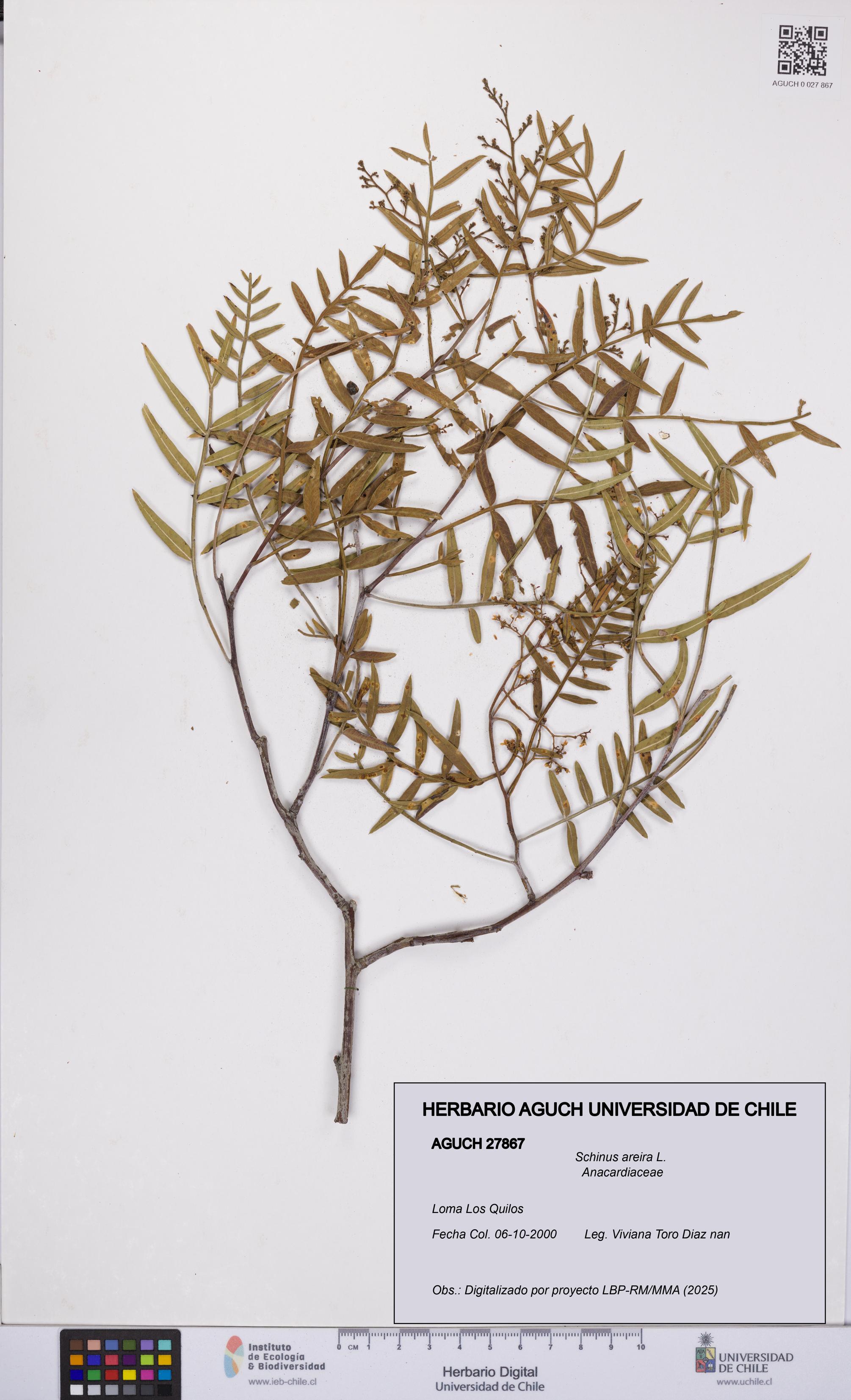 Schinus areira [Espécimen: UCH:AGUCH:0027867]
