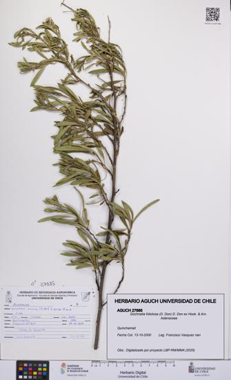 Gochnatia foliolosa [Espécimen: UCH:AGUCH:0027885]