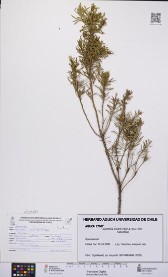 Baccharis linearis [Espécimen: UCH:AGUCH:0027887]