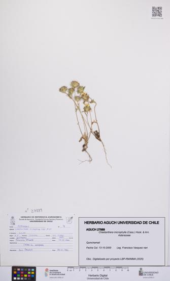 Chaetanthera microphylla [Espécimen: UCH:AGUCH:0027889]