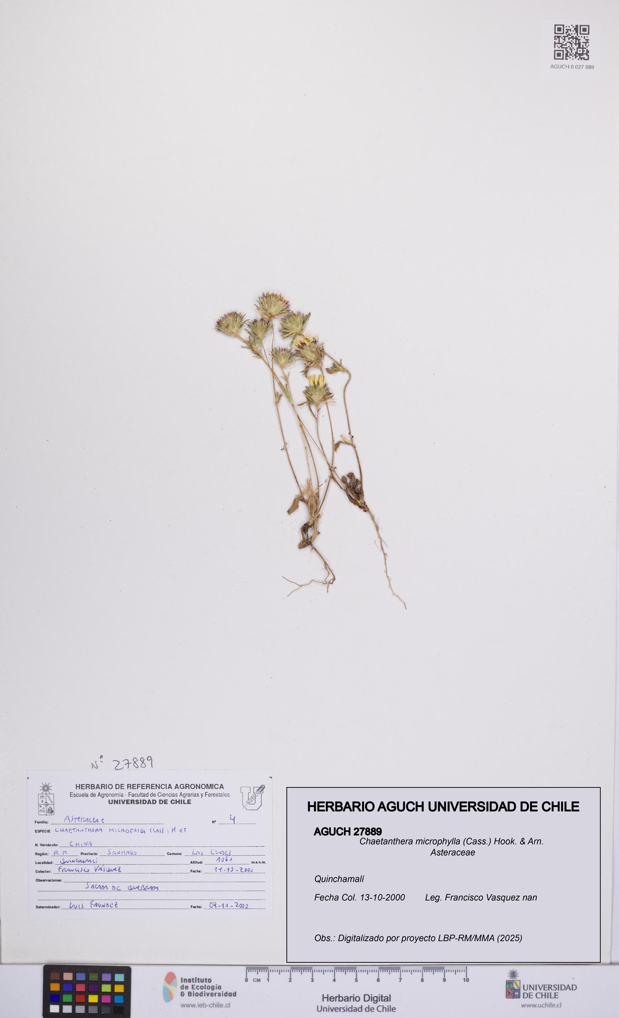 Chaetanthera microphylla [Espécimen: UCH:AGUCH:0027889]