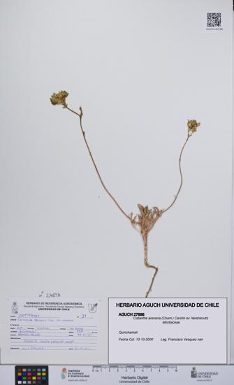 Cistanthe arenaria [Espécimen: UCH:AGUCH:0027898]