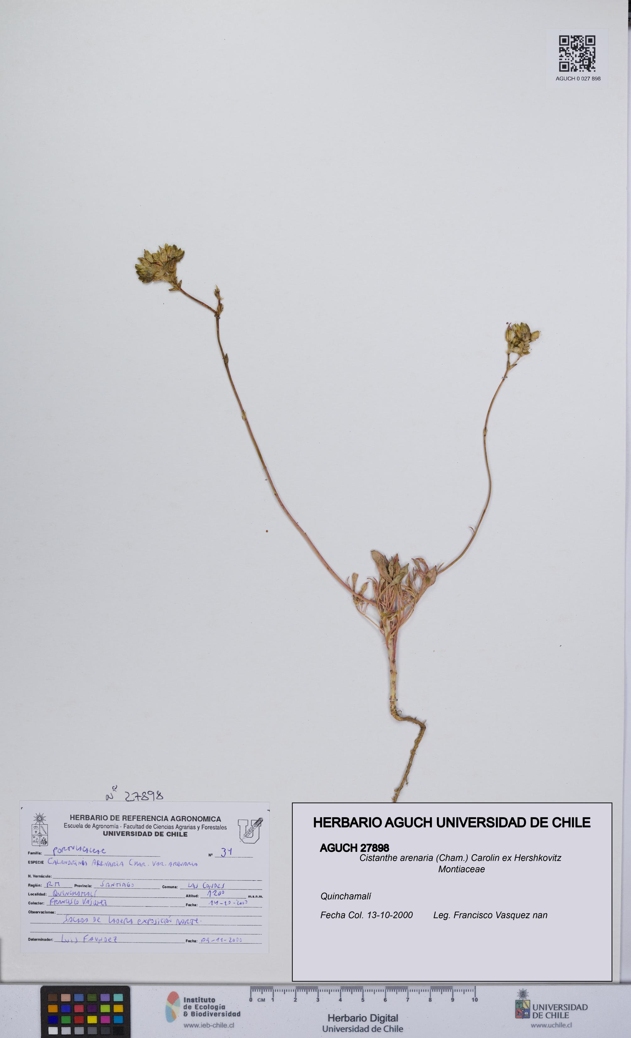 Cistanthe arenaria [Espécimen: UCH:AGUCH:0027898]