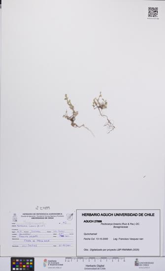 Pectocarya linearis [Espécimen: UCH:AGUCH:0027899]