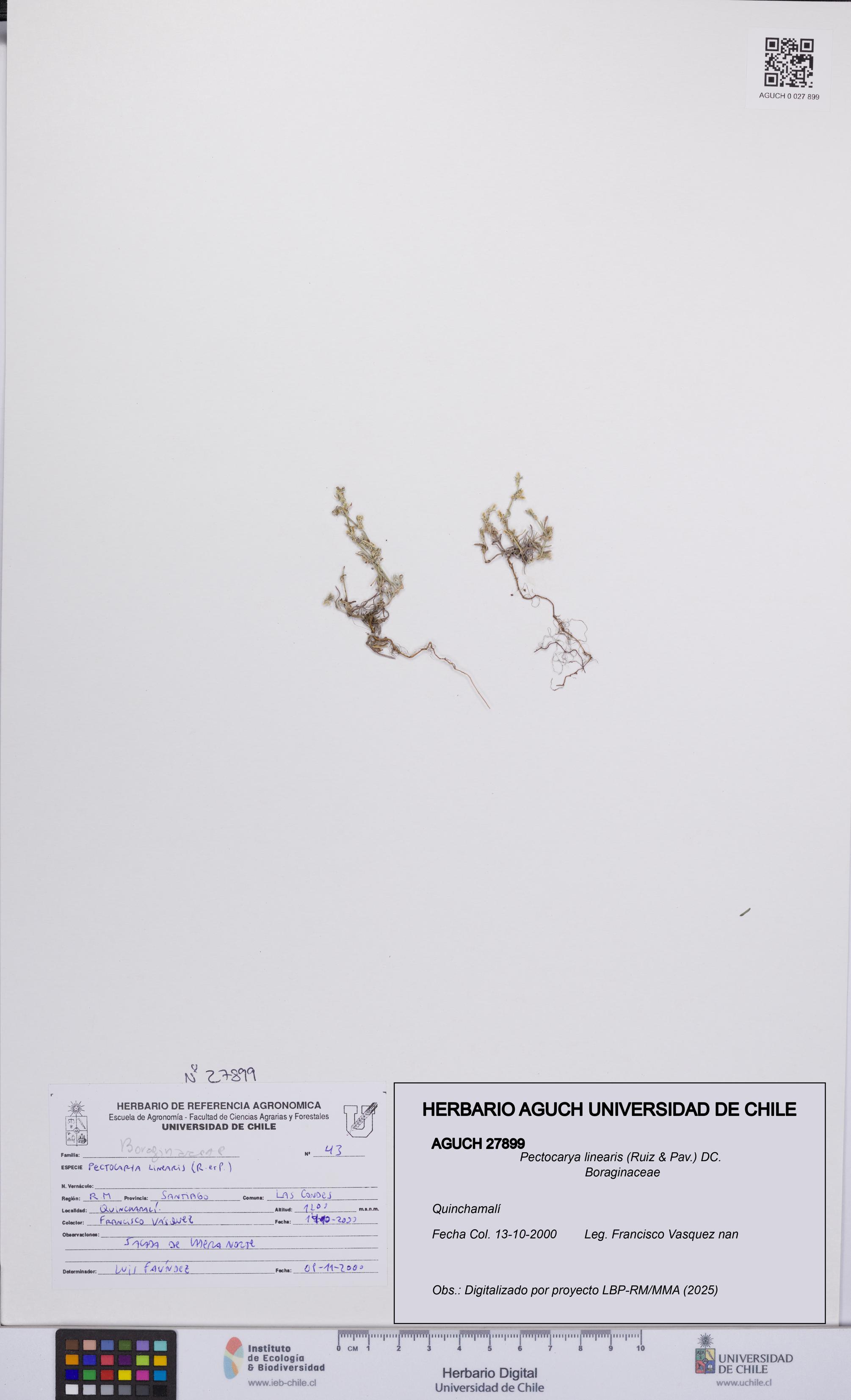 Pectocarya linearis [Espécimen: UCH:AGUCH:0027899]