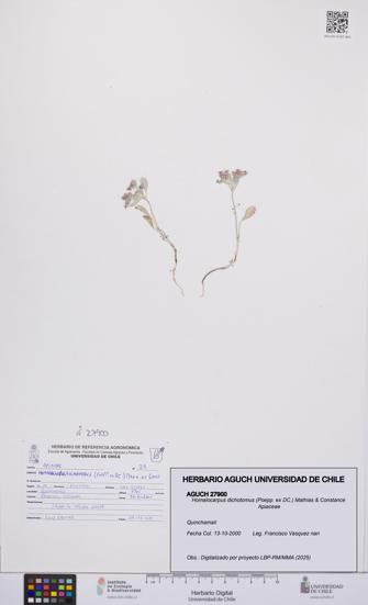 Homalocarpus dichotomus [Espécimen: UCH:AGUCH:0027900]