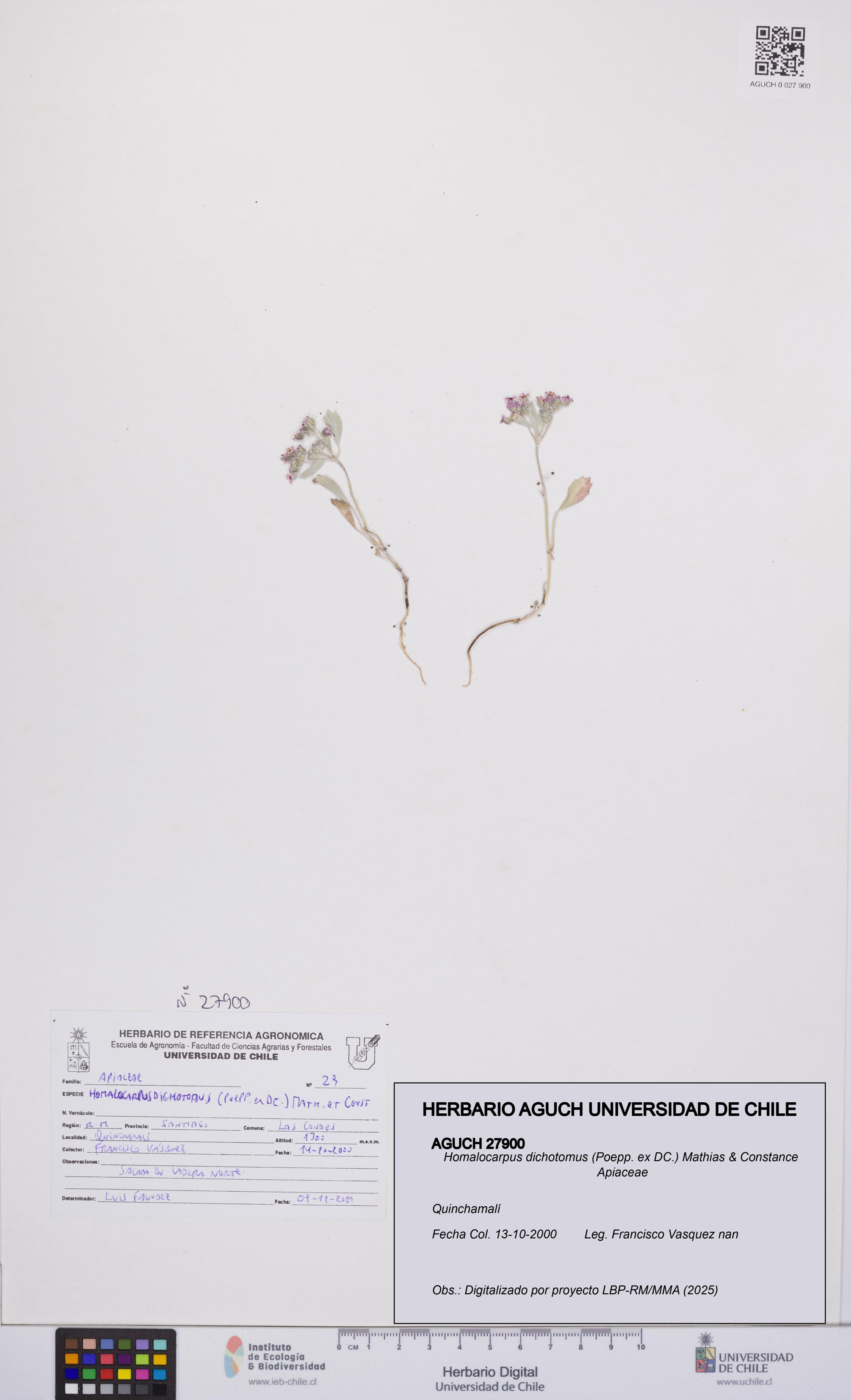 Homalocarpus dichotomus [Espécimen: UCH:AGUCH:0027900]