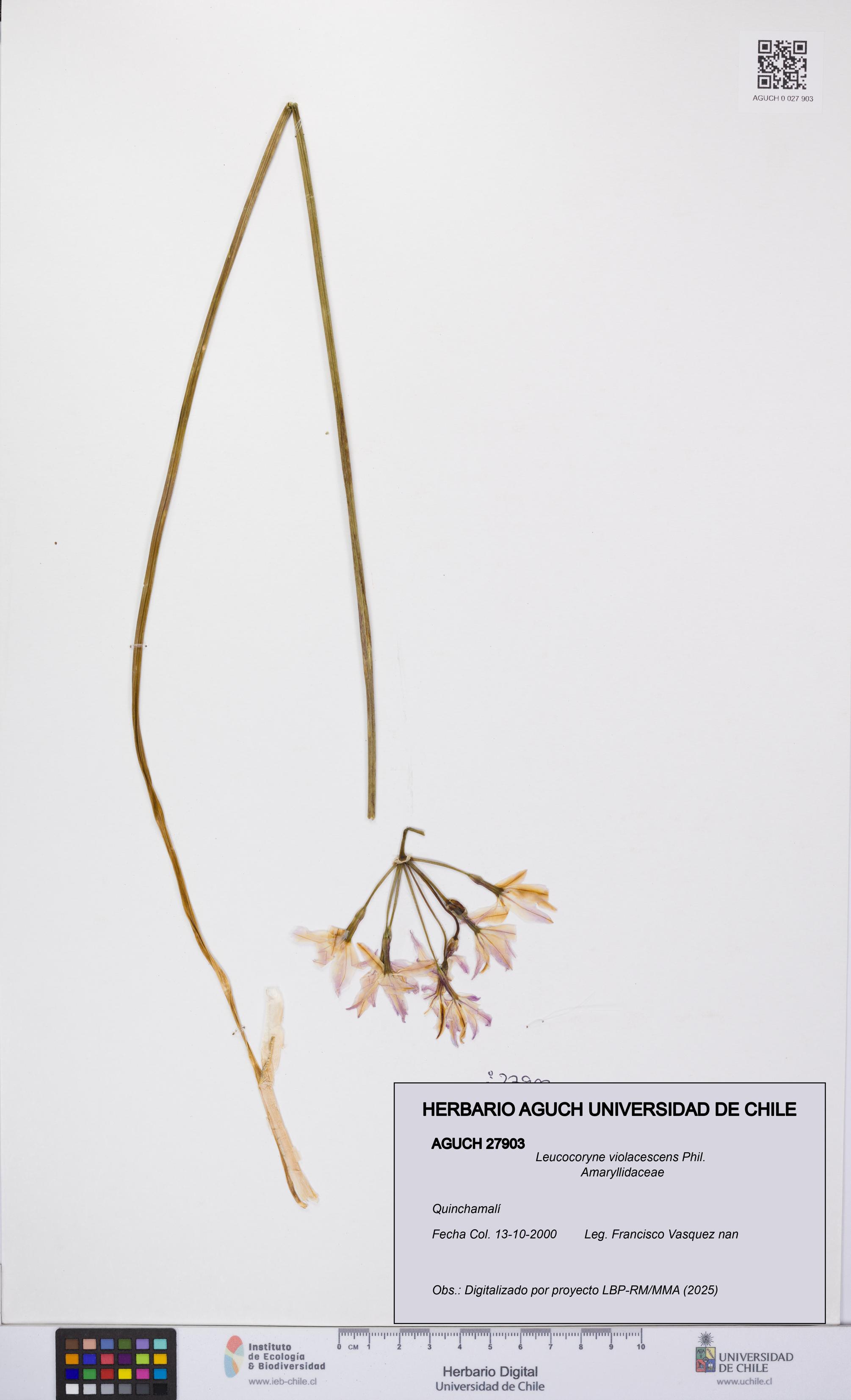 Leucocoryne violacescens [Espécimen: UCH:AGUCH:0027903]