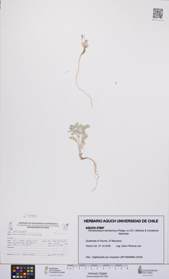 Homalocarpus dichotomus [Espécimen: UCH:AGUCH:0027907]