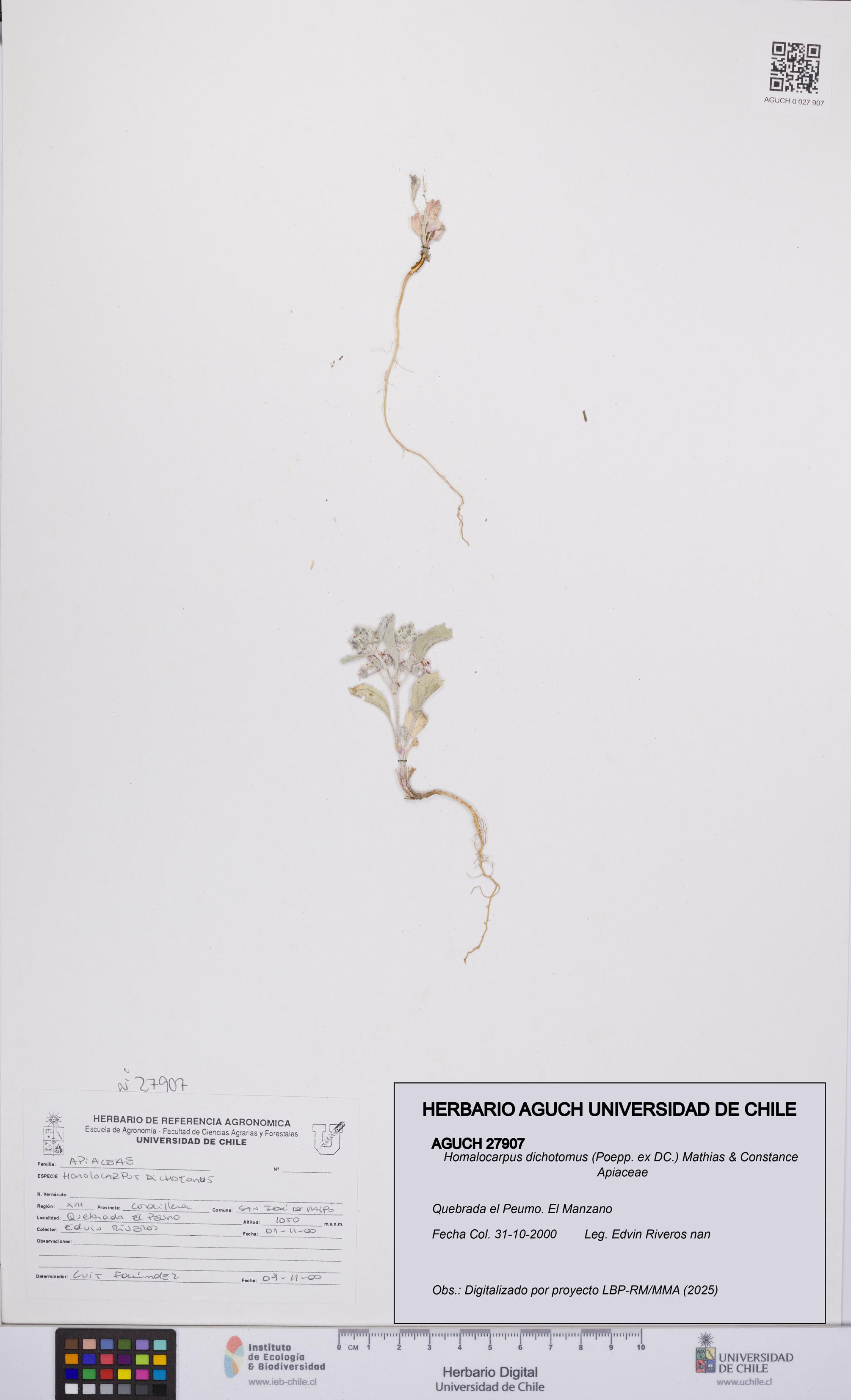 Homalocarpus dichotomus [Espécimen: UCH:AGUCH:0027907]