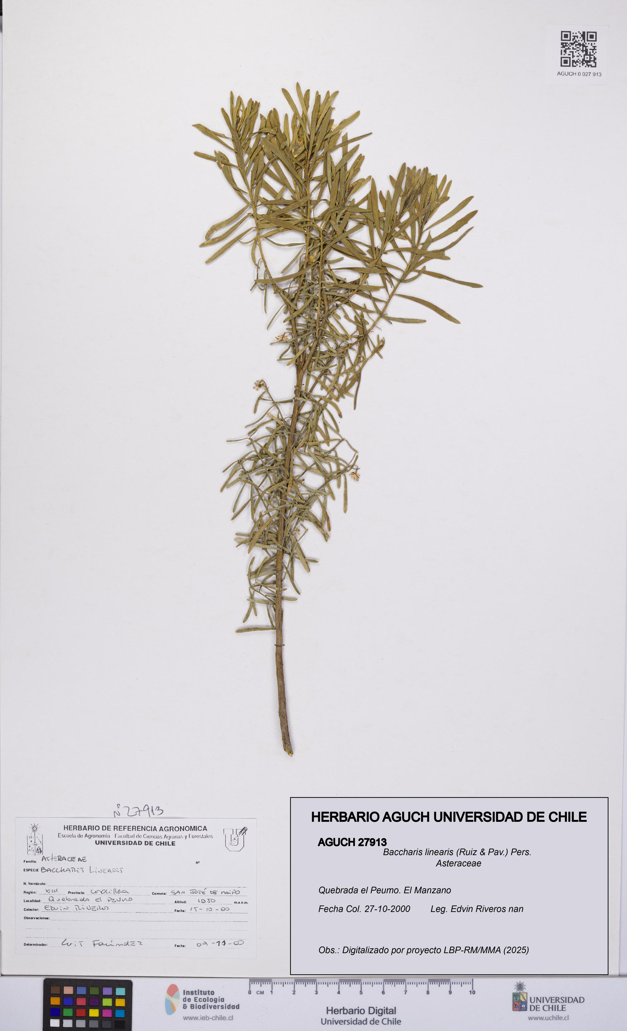 Baccharis linearis [Espécimen: UCH:AGUCH:0027913]