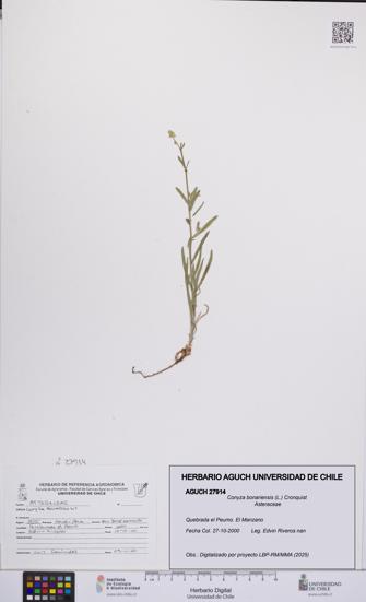 Conyza bonariensis [Espécimen: UCH:AGUCH:0027914]