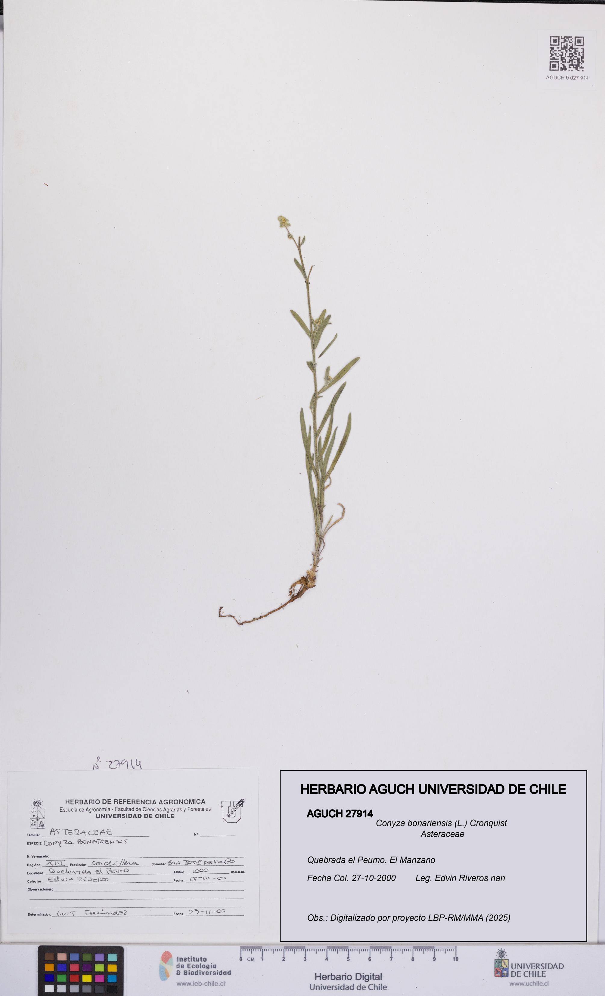 Conyza bonariensis [Espécimen: UCH:AGUCH:0027914]