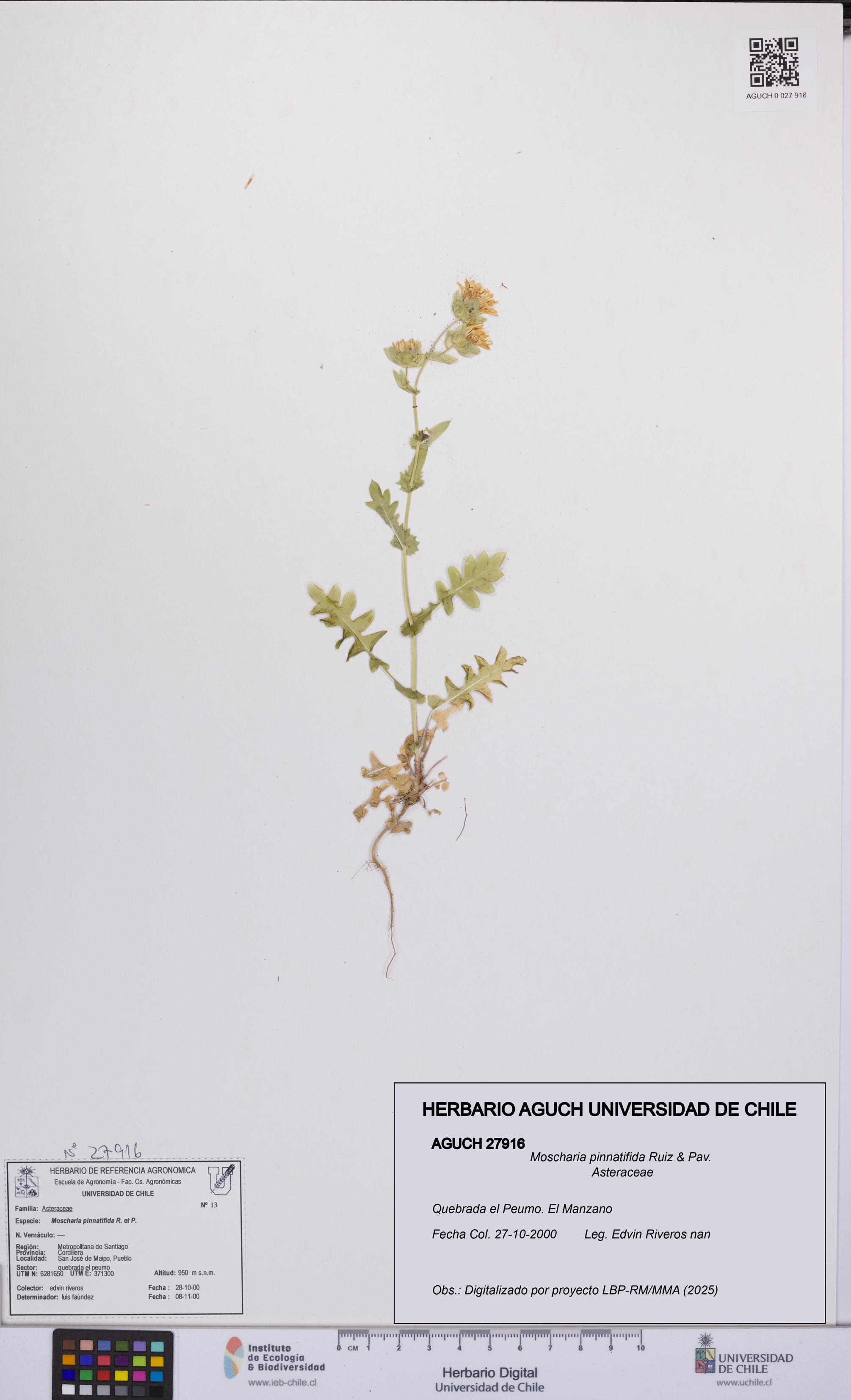 Moscharia pinnatifida [Espécimen: UCH:AGUCH:0027916]