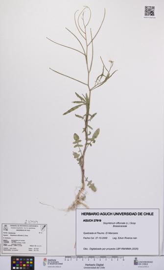 Sisymbrium officinale [Espécimen: UCH:AGUCH:0027919]