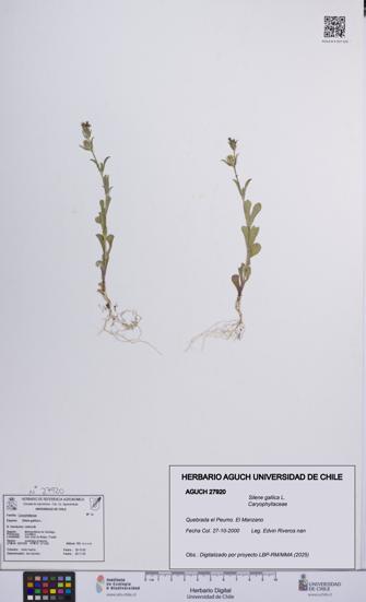Silene gallica [Espécimen: UCH:AGUCH:0027920]