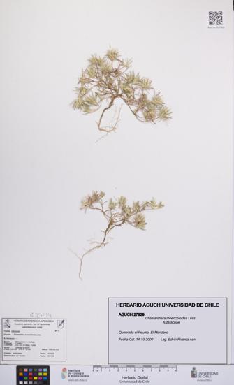 Chaetanthera moenchioides [Espécimen: UCH:AGUCH:0027929]