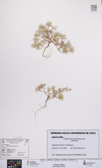 Chaetanthera moenchioides [Espécimen: UCH:AGUCH:0027929]