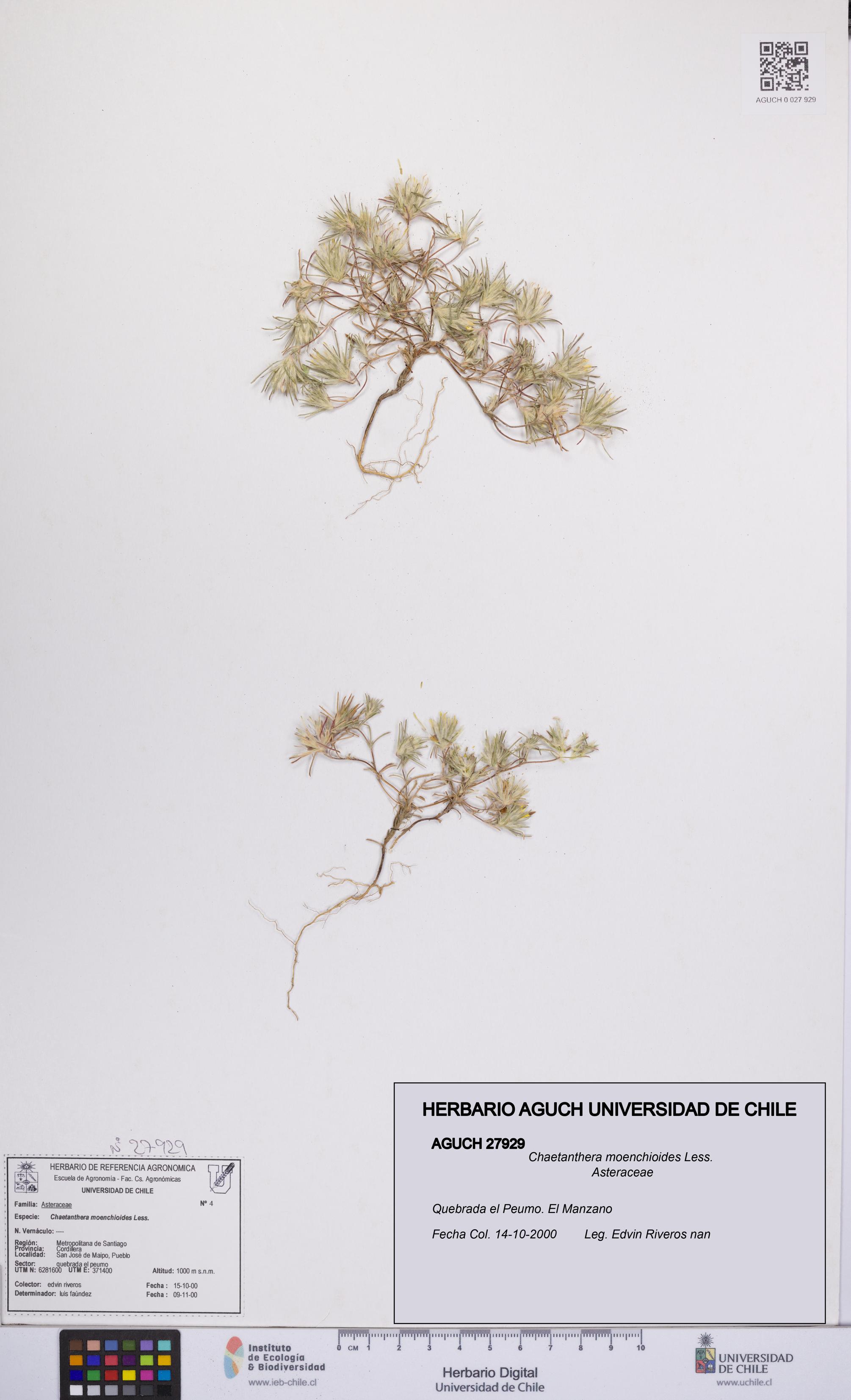 Chaetanthera moenchioides [Espécimen: UCH:AGUCH:0027929]