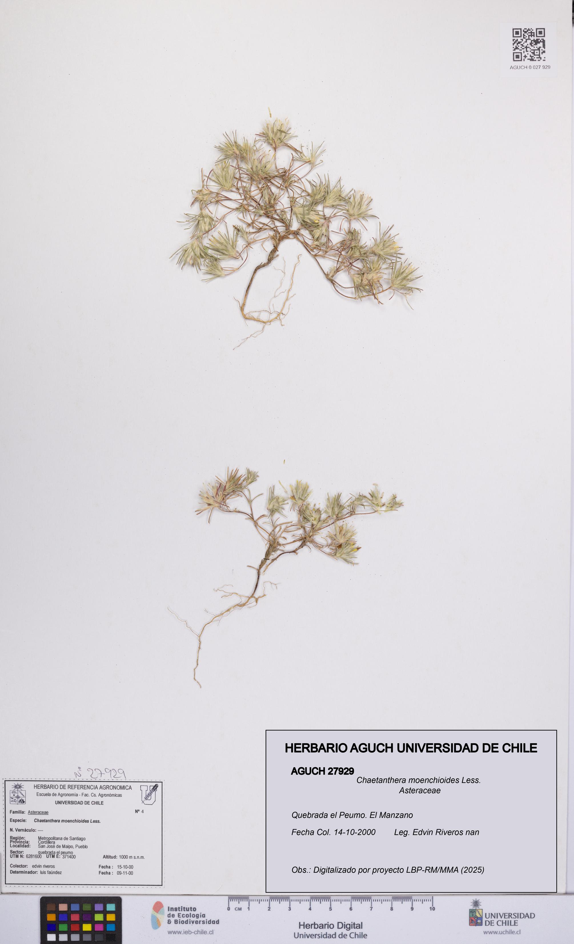 Chaetanthera moenchioides [Espécimen: UCH:AGUCH:0027929]