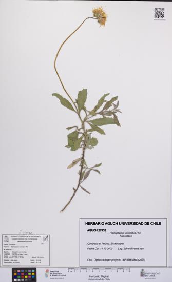 Haplopappus uncinatus [Espécimen: UCH:AGUCH:0027932]