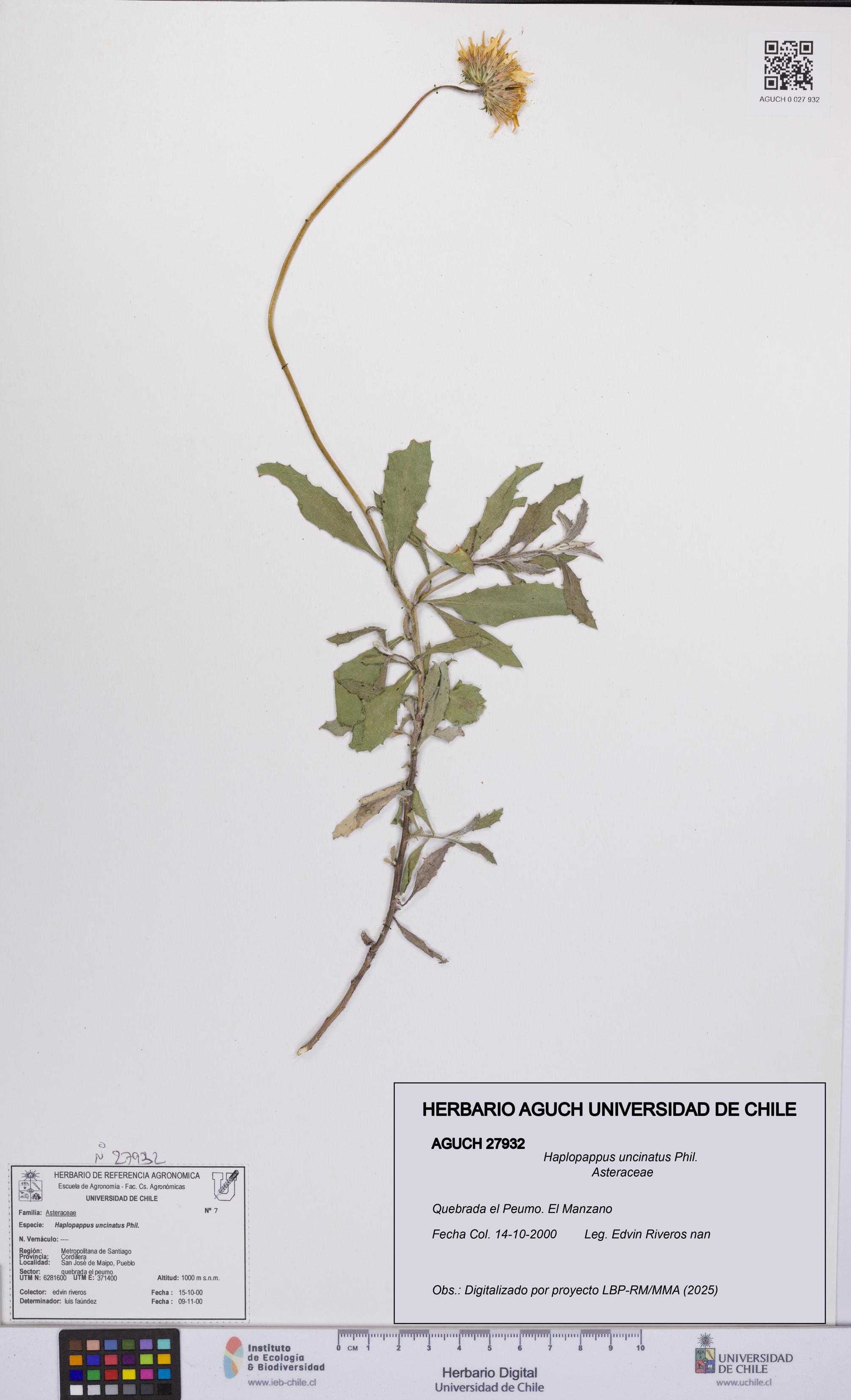 Haplopappus uncinatus [Espécimen: UCH:AGUCH:0027932]