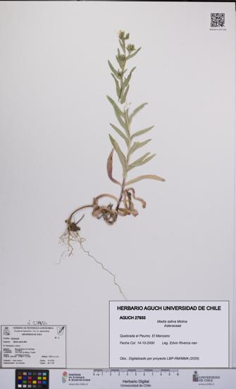 Madia sativa [Espécimen: UCH:AGUCH:0027933]