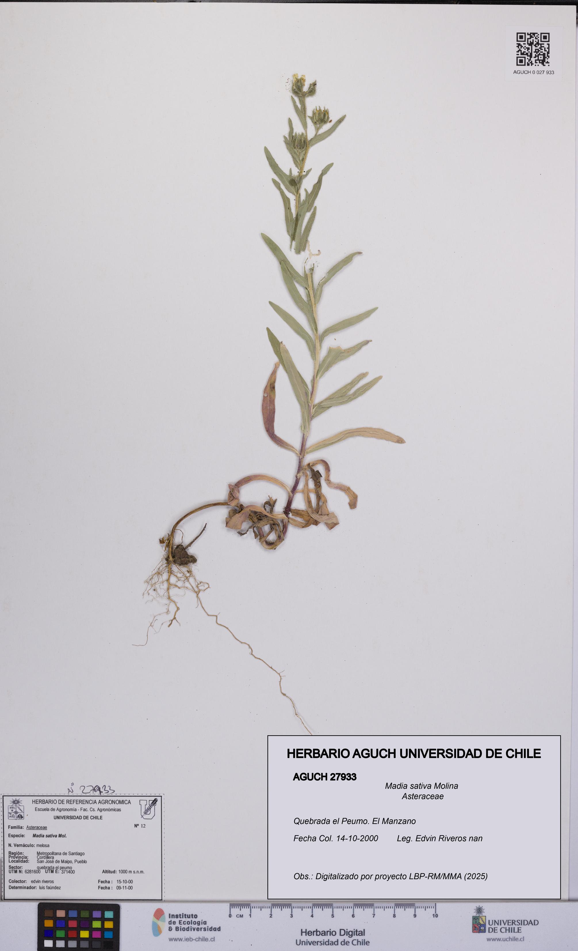 Madia sativa [Espécimen: UCH:AGUCH:0027933]