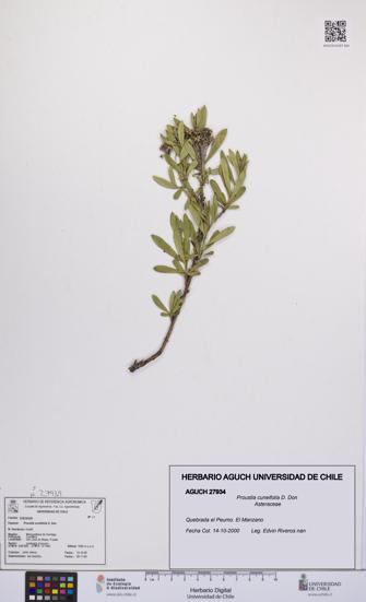 Proustia cuneifolia [Espécimen: UCH:AGUCH:0027934]