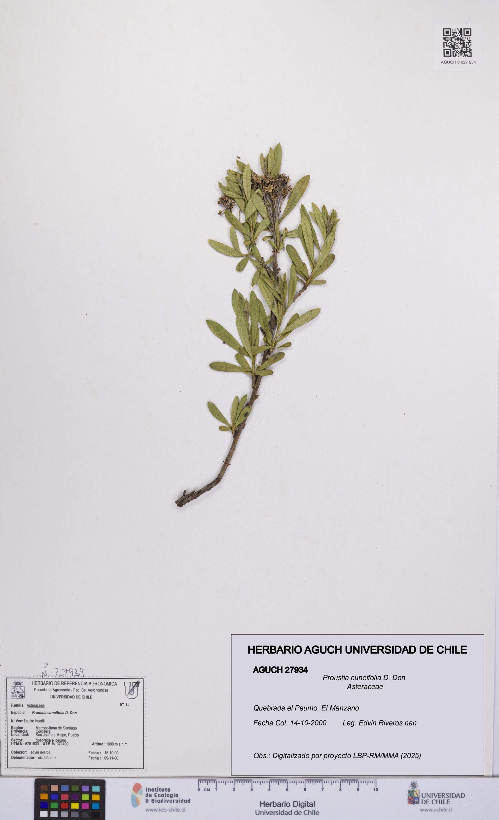 Proustia cuneifolia [Espécimen: UCH:AGUCH:0027934]