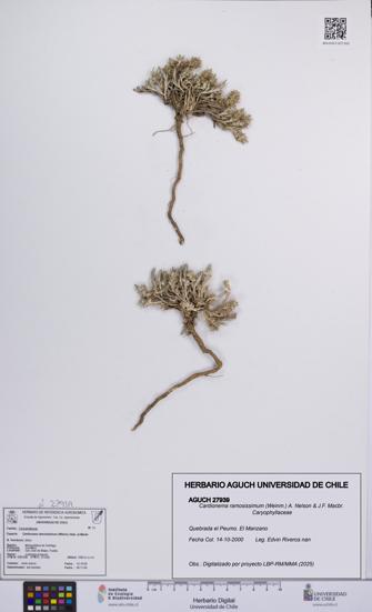 Cardionema ramosissimum [Espécimen: UCH:AGUCH:0027939]