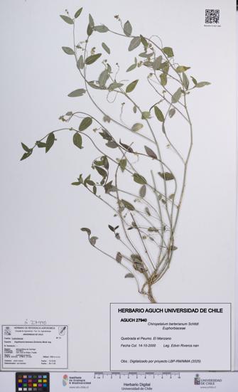 Chiropetalum berterianum [Espécimen: UCH:AGUCH:0027940]