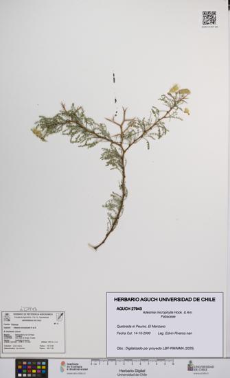 Adesmia microphylla [Espécimen: UCH:AGUCH:0027943]