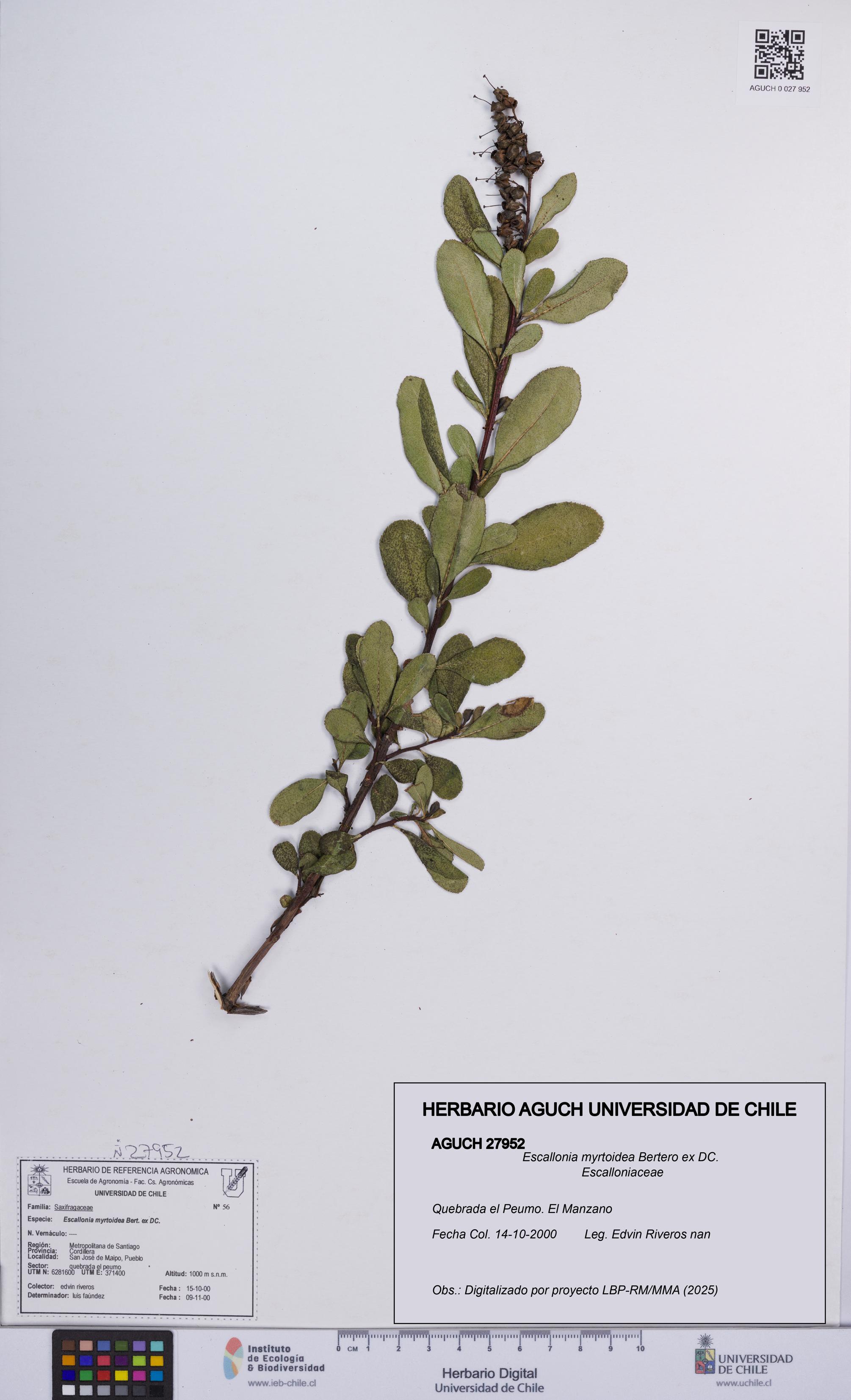 Escallonia myrtoidea [Espécimen: UCH:AGUCH:0027952]
