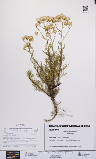 Senecio tocornalii [Espécimen: UCH:AGUCH:0027963]