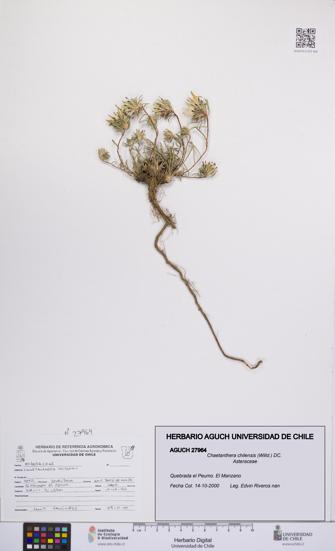 Chaetanthera chilensis [Espécimen: UCH:AGUCH:0027964]