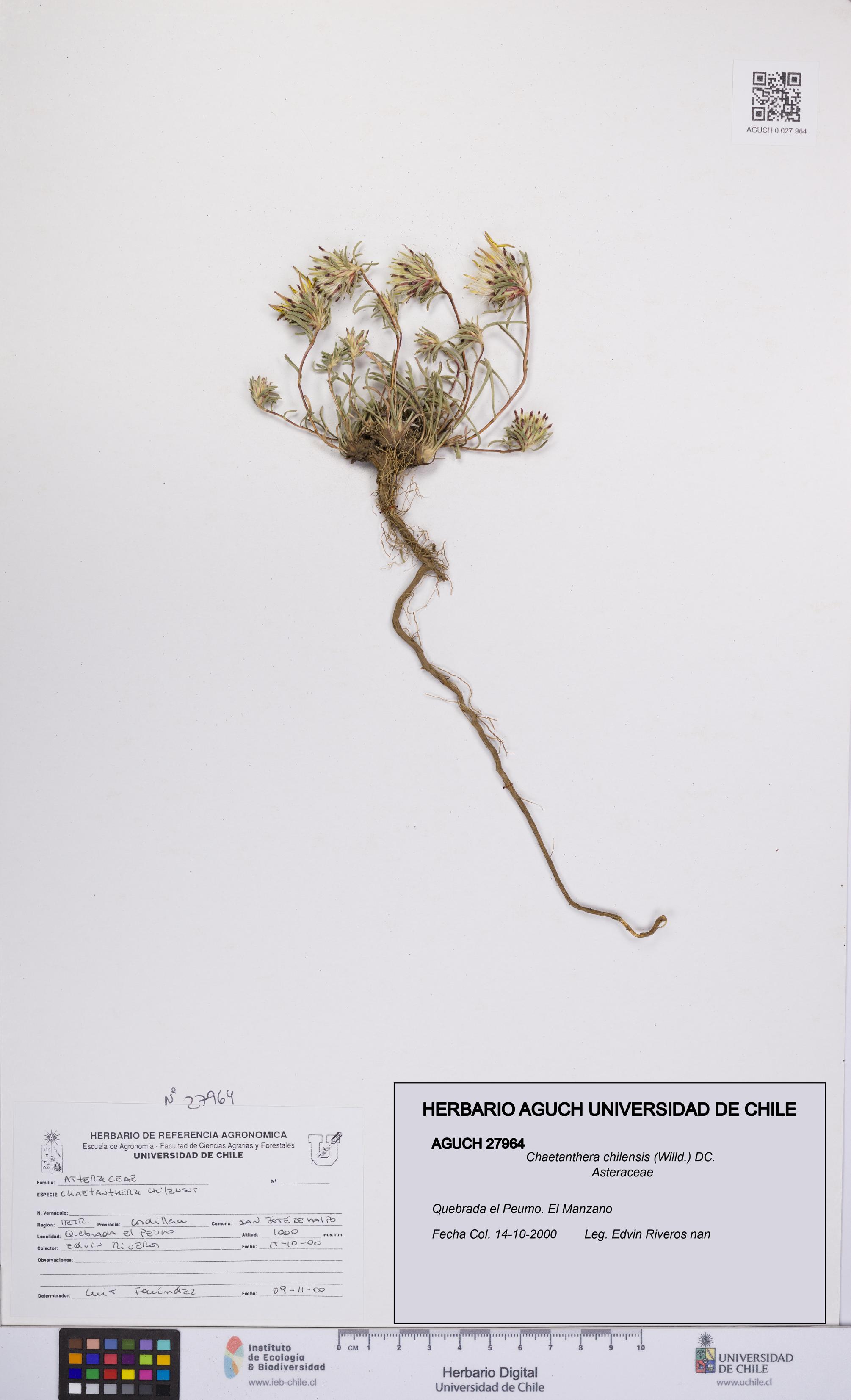 Chaetanthera chilensis [Espécimen: UCH:AGUCH:0027964]