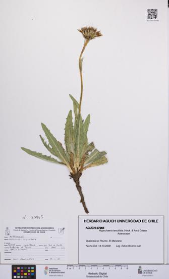 Hypochaeris tenuifolia [Espécimen: UCH:AGUCH:0027965]