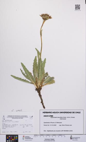 Hypochaeris tenuifolia [Espécimen: UCH:AGUCH:0027965]