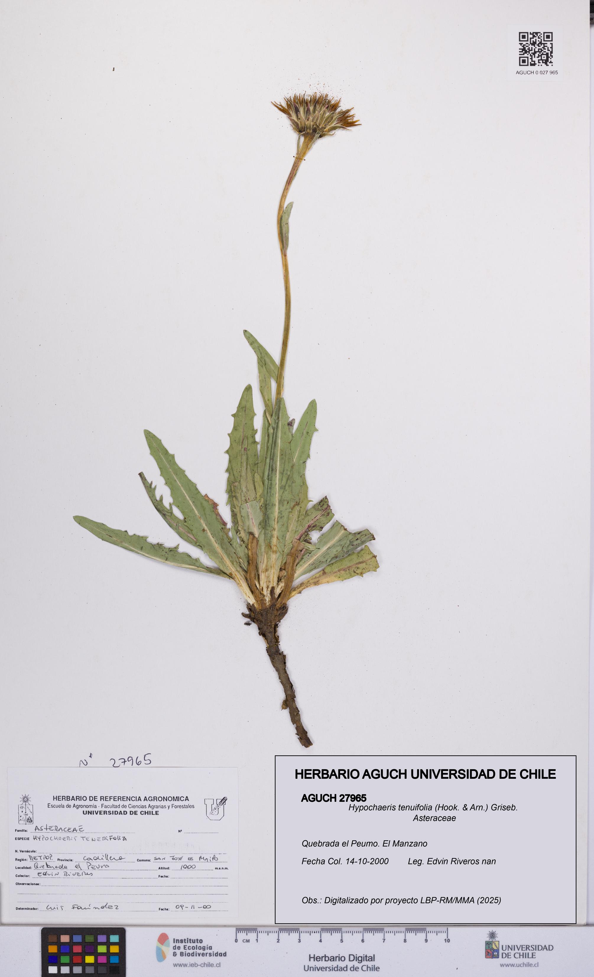 Hypochaeris tenuifolia [Espécimen: UCH:AGUCH:0027965]